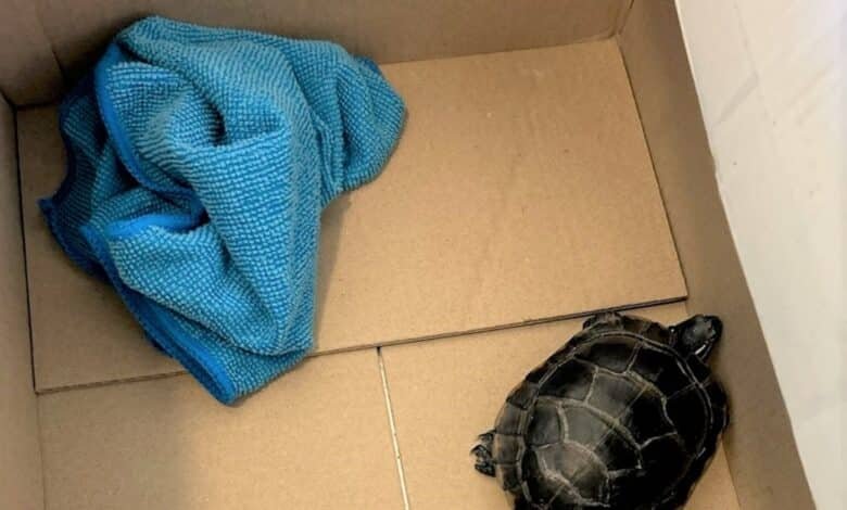 Photo: Turtle who was hidden in traveler pants at Newark Liberty International Airport on March 7
