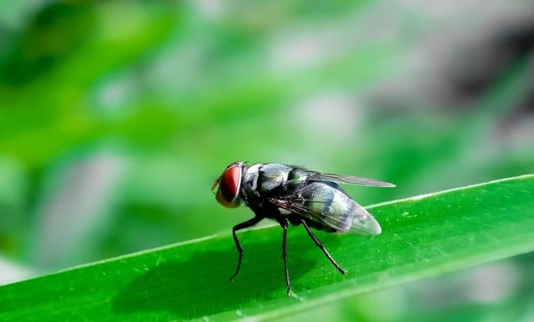 The United States prohibits imports of cattle from Mexico due to the spread of pests eaten flesh
